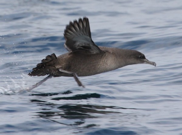 Sooty Shearwater